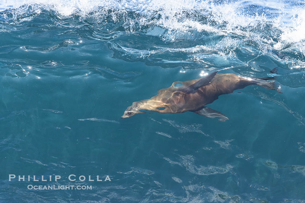 Lone sea lion streaks across the face of a wave while bodysurfing, Boomer Beach., natural history stock photograph, photo id 39019