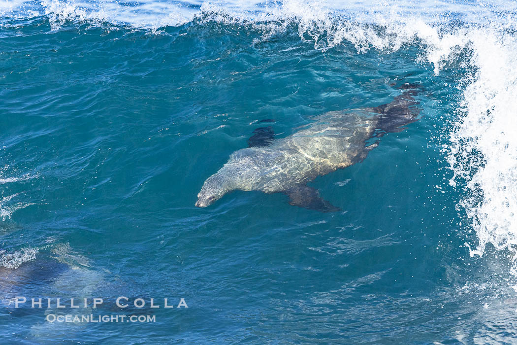 Lone sea lion streaks across the face of a wave while bodysurfing, Boomer Beach. La Jolla, California, USA, natural history stock photograph, photo id 39005