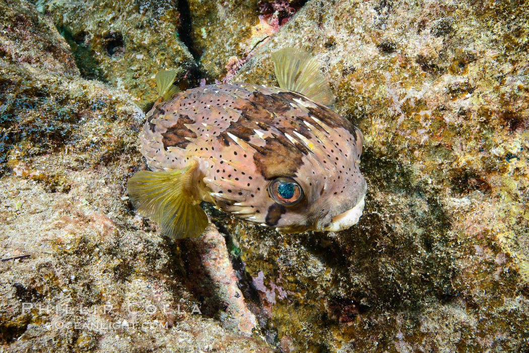 Long-spine porcupine fish, Los Islotes, Sea of Cortez. Baja California, Mexico, natural history stock photograph, photo id 32596