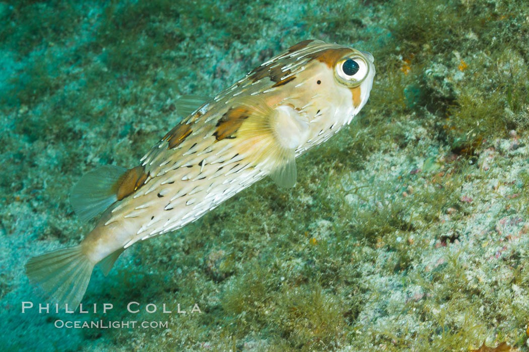 Long-spine porcupine fish, Sea of Cortez, Baja California, Mexico., Diodon holocanthus, natural history stock photograph, photo id 27483