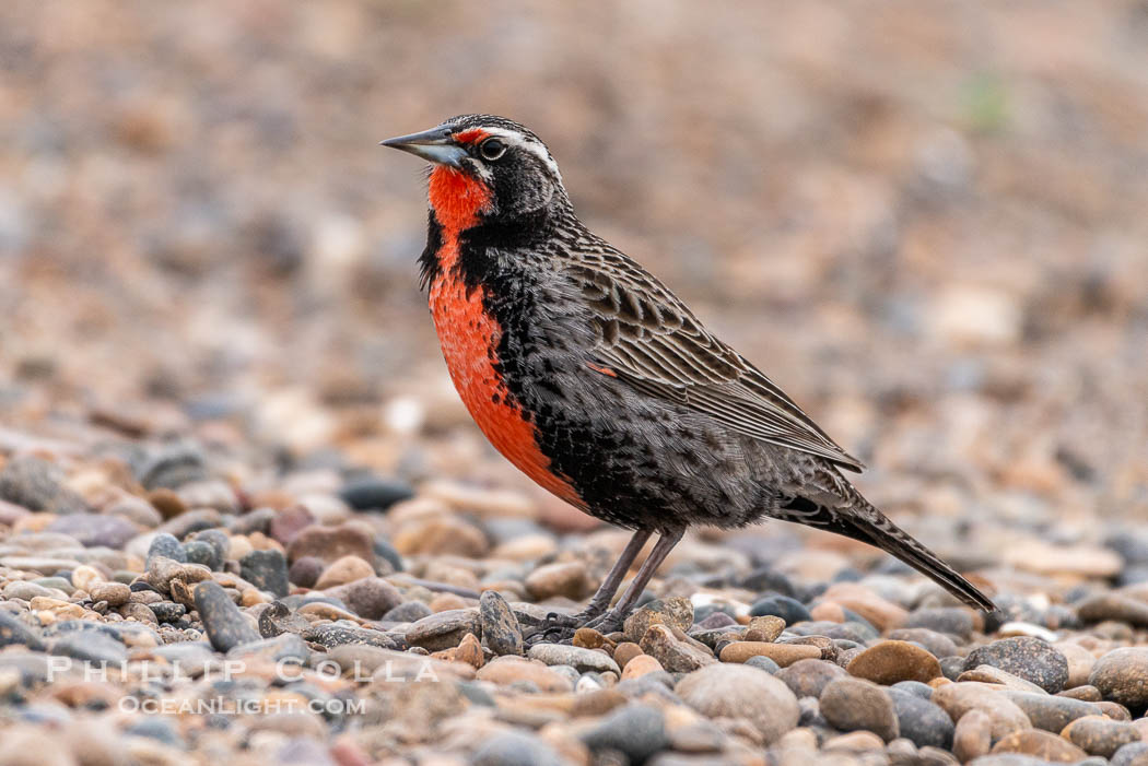 Long-tailed meadowlark, Leistes loyca, Patagonia. Puerto Piramides, Chubut, Argentina, Leistes loyca, natural history stock photograph, photo id 38410