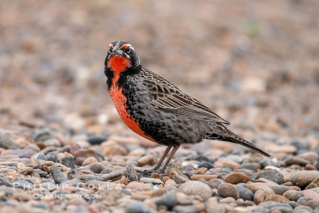 Long-tailed meadowlark, Leistes loyca, Patagonia. Puerto Piramides, Chubut, Argentina, Leistes loyca, natural history stock photograph, photo id 38409