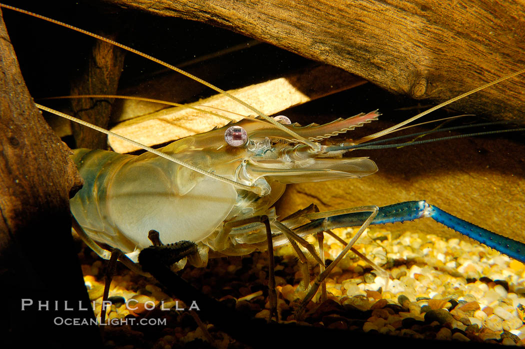Longarm prawn, a freshwater crustacean., Macrobrachium, natural history stock photograph, photo id 09794