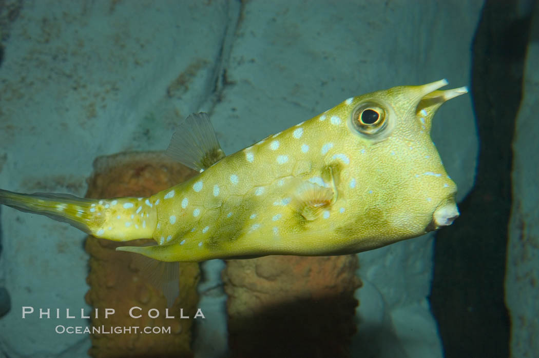 Longhorn cowfish., Lactoria cornuta, natural history stock photograph, photo id 07838