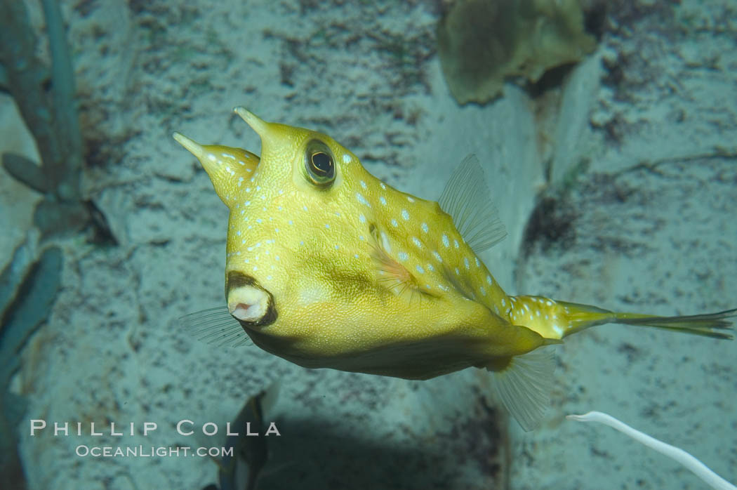 Longhorn cowfish., Lactoria cornuta, natural history stock photograph, photo id 07837