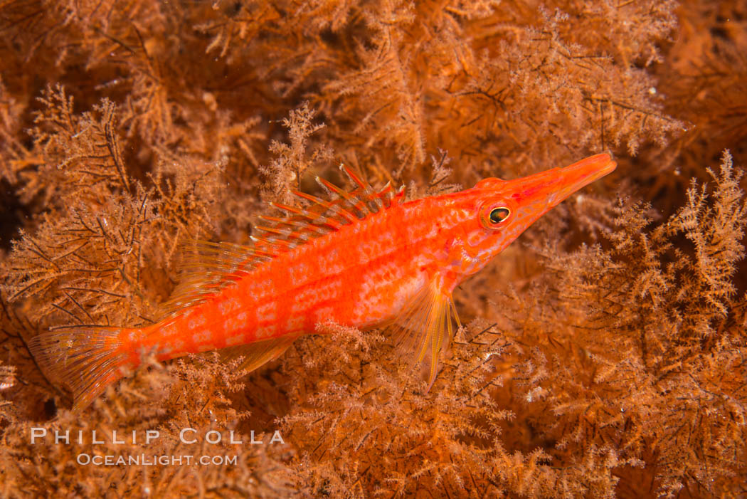 Longnose hawkfish on black coral, underwater, Sea of Cortez, Baja California. Mexico, Antipatharia, Oxycirrhites typus, natural history stock photograph, photo id 33614