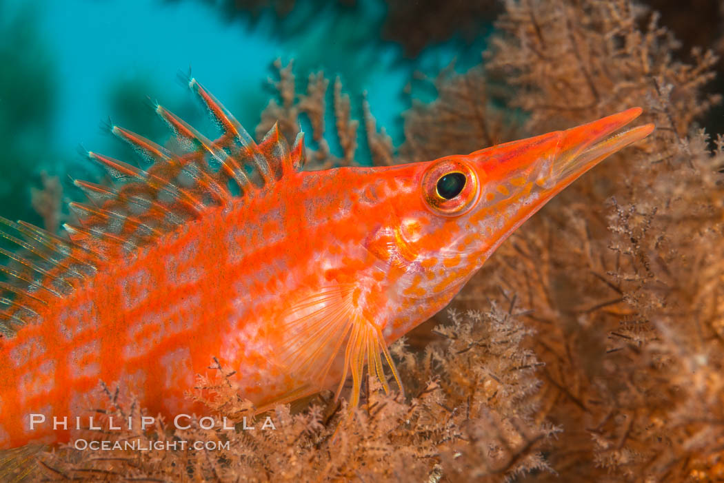 Longnose hawkfish on black coral, underwater, Sea of Cortez, Baja California. Mexico, Antipatharia, Oxycirrhites typus, natural history stock photograph, photo id 33617