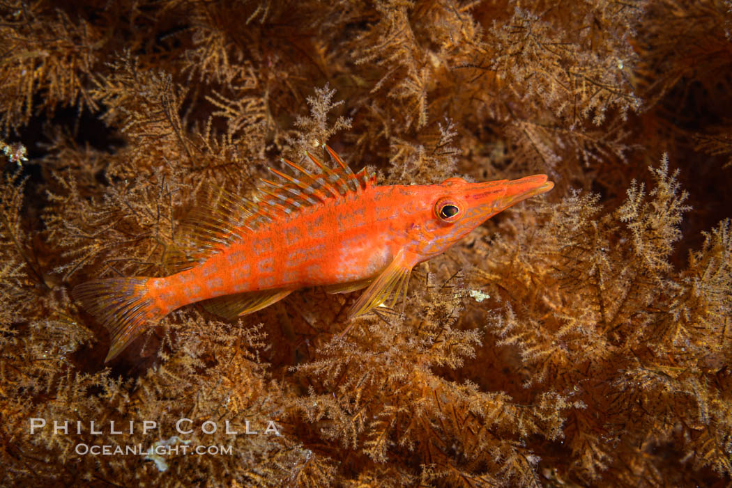 Longnose Hawkfish on Black Coral, Oxycirrhites typus, Oxycirrhites typus, Antipatharia, Isla San Diego, Baja California, Mexico