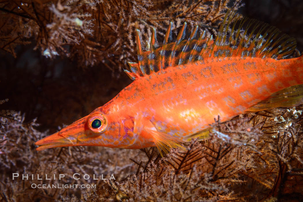 Longnose Hawkfish on Black Coral, Oxycirrhites typus. Isla San Diego, Baja California, Mexico, Antipatharia, Oxycirrhites typus, natural history stock photograph, photo id 33572