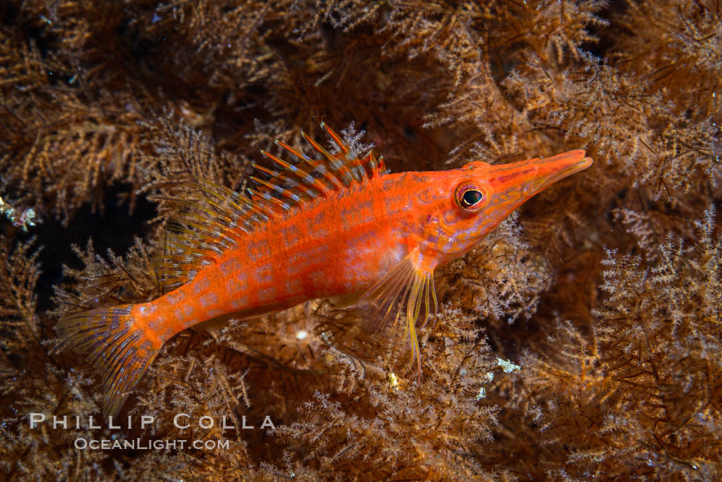 Longnose Hawkfish on Black Coral, Oxycirrhites typus. Isla San Diego, Baja California, Mexico, Antipatharia, Oxycirrhites typus, natural history stock photograph, photo id 33571