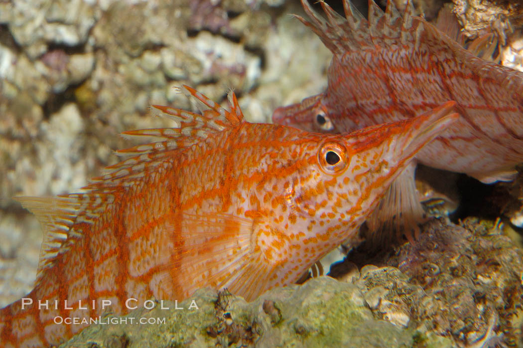 Longnose hawkfish., Oxycirrhites typus, natural history stock photograph, photo id 08814