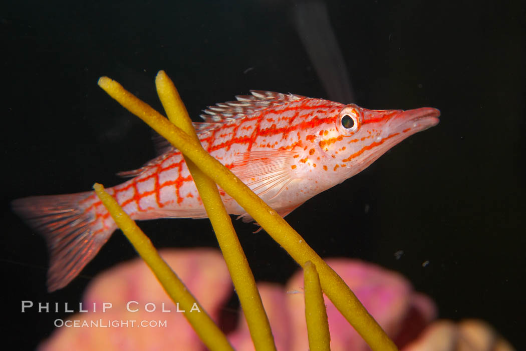 Longnose hawkfish., Oxycirrhites typus, natural history stock photograph, photo id 14490