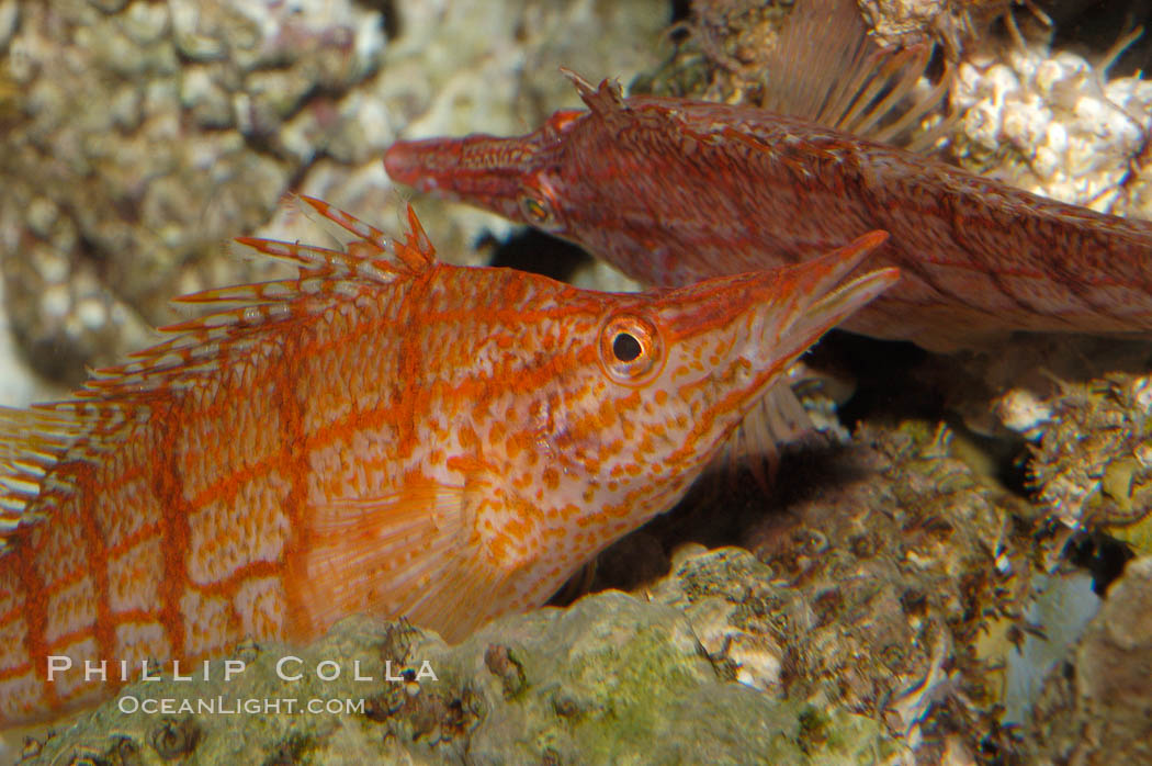 Longnose hawkfish., Oxycirrhites typus, natural history stock photograph, photo id 08815