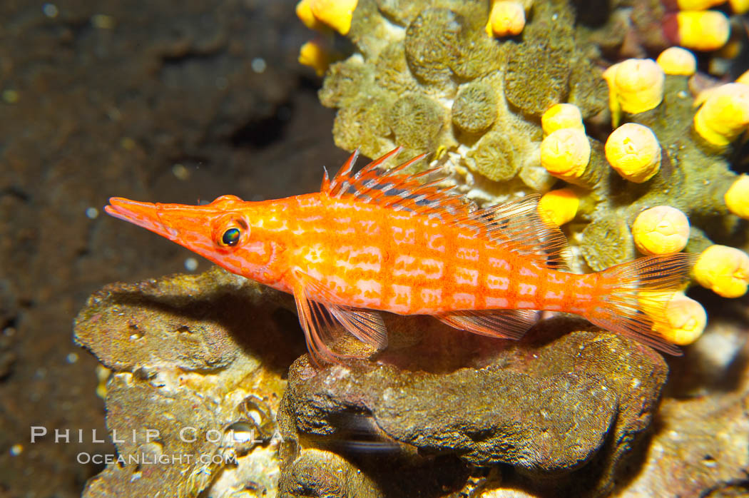 Longnose hawkfish., Oxycirrhites typus, natural history stock photograph, photo id 13683
