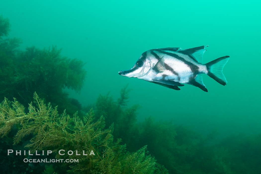 Longsnout Boarfish, Pentaceropsis recurvirostris, Kangaroo Island, South Australia., Pentaceropsis recurvirostris, natural history stock photograph, photo id 39294