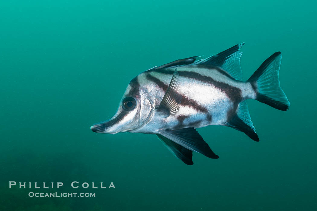 Longsnout Boarfish, Pentaceropsis recurvirostris, Kangaroo Island, South Australia, Pentaceropsis recurvirostris