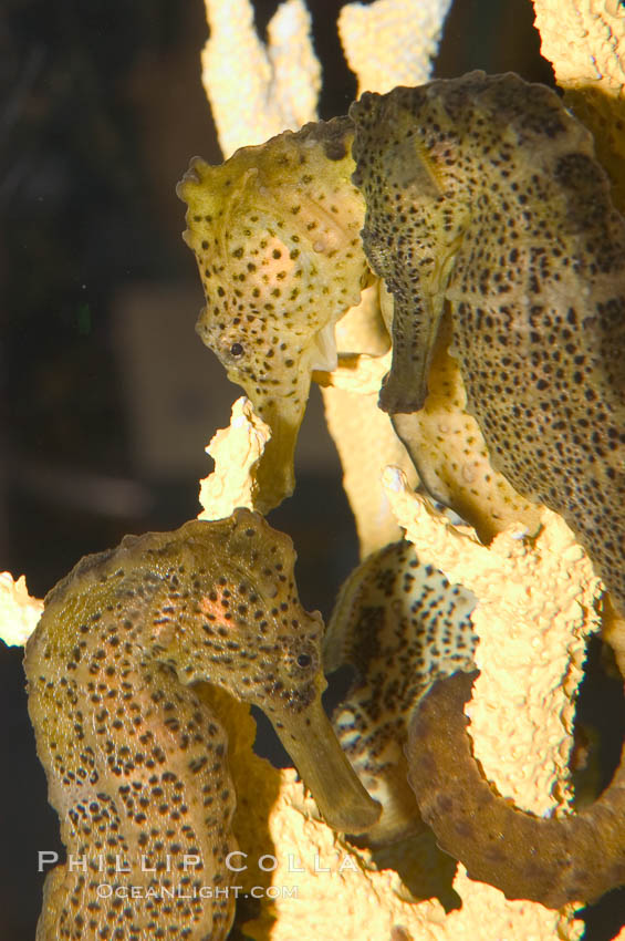 Longsnout seahorse., Hippocampus reidi, natural history stock photograph, photo id 07910