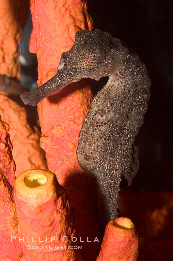 Longsnout seahorse., Hippocampus reidi, natural history stock photograph, photo id 07907