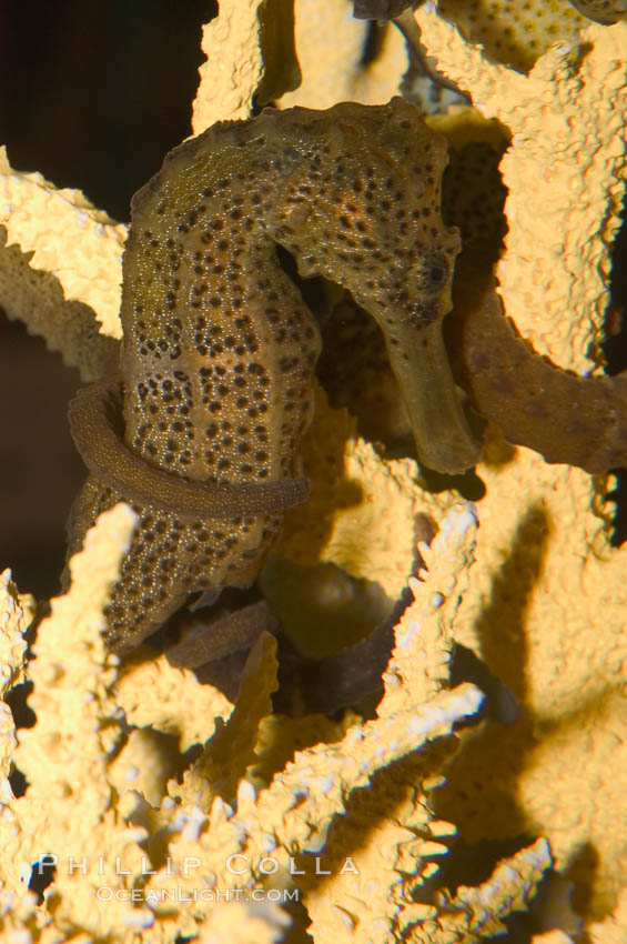 Longsnout seahorse., Hippocampus reidi, natural history stock photograph, photo id 07909