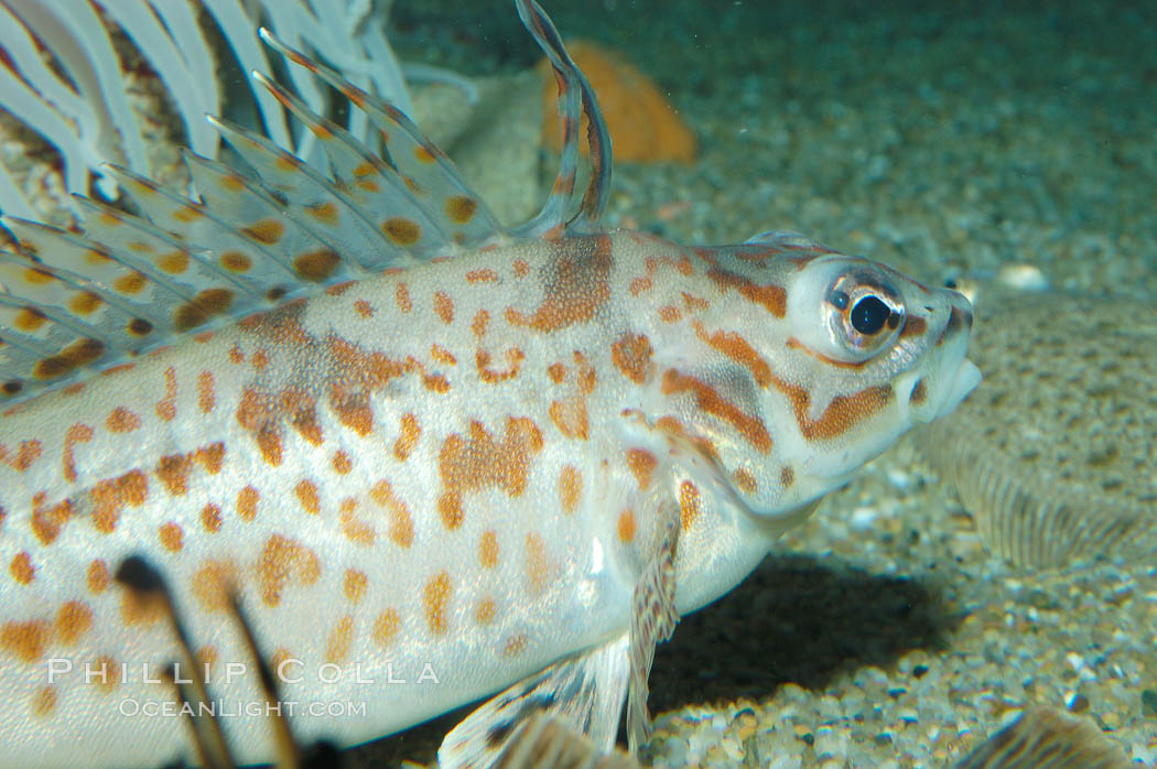 Longspine combfish., Zaniolepis latipinnis, natural history stock photograph, photo id 08948