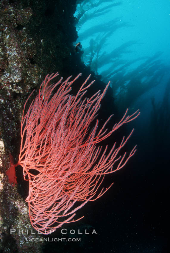 Red gorgonian. San Clemente Island, California, USA, Leptogorgia chilensis, Lophogorgia chilensis, natural history stock photograph, photo id 02534