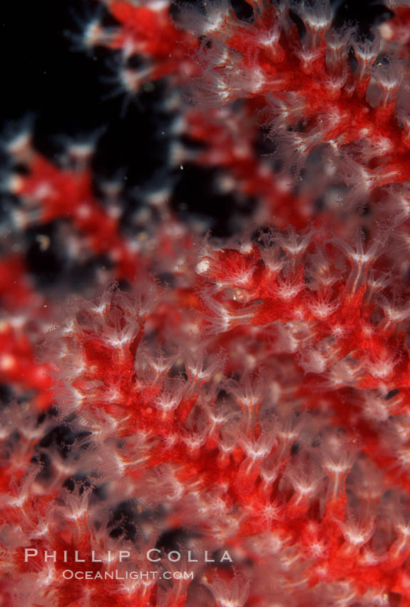 Red gorgonian. San Clemente Island, California, USA, Leptogorgia chilensis, Lophogorgia chilensis, natural history stock photograph, photo id 03482