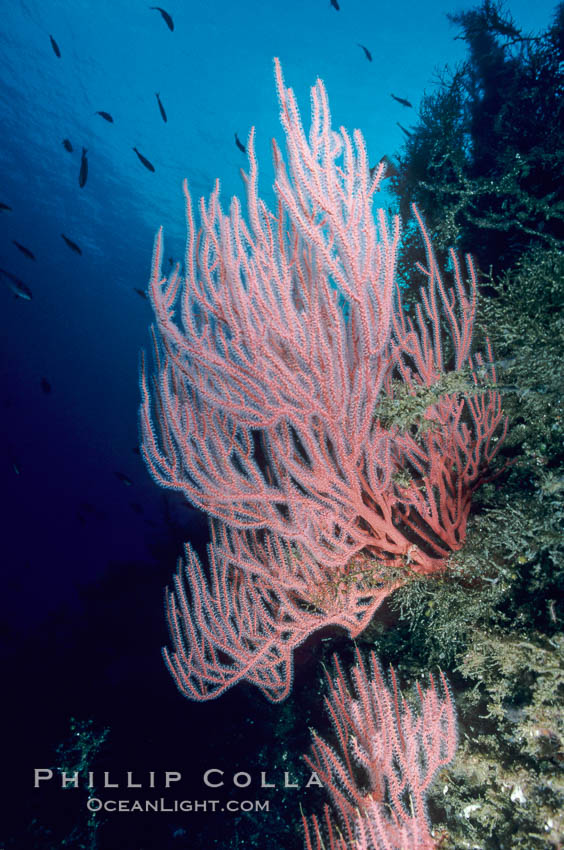 Red gorgonian clings to a vertical undersea reef at San Clemente Island, California. USA, Leptogorgia chilensis, Lophogorgia chilensis, natural history stock photograph, photo id 00616