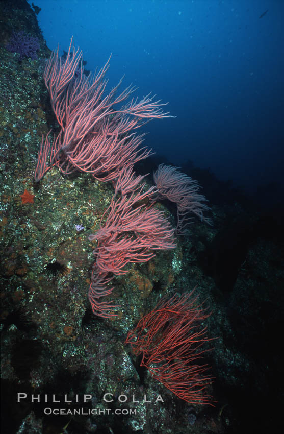 Pacific torpedo ray, Farnsworth Banks, Catalina, Torpedo californica. Catalina Island, California, USA, Leptogorgia chilensis, Lophogorgia chilensis, natural history stock photograph, photo id 03821