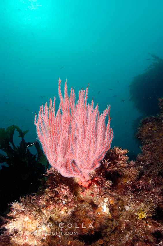 Red gorgonian. San Clemente Island, California, USA, Leptogorgia chilensis, Lophogorgia chilensis, natural history stock photograph, photo id 10190