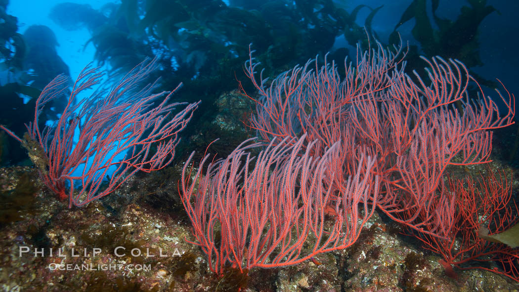 Red gorgonian, underwater.  The red gorgonian is a filter-feeding temperate colonial species that lives on the rocky bottom at depths between 50 to 200 feet deep. Gorgonians are oriented at right angles to prevailing water currents to capture plankton drifting by. San Clemente Island, California, USA, Leptogorgia chilensis, Lophogorgia chilensis, Macrocystis pyrifera, natural history stock photograph, photo id 23470