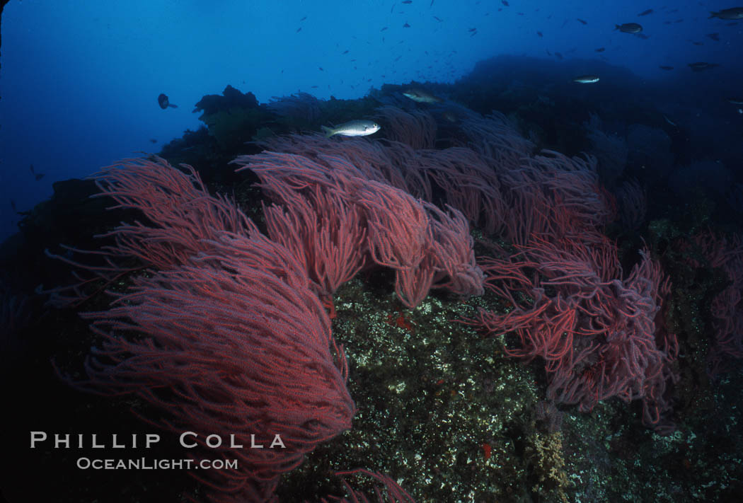 Red gorgonians. San Clemente Island, California, USA, Leptogorgia chilensis, Lophogorgia chilensis, natural history stock photograph, photo id 04748