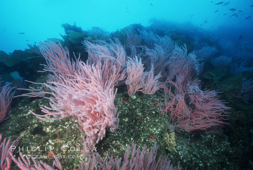 Red gorgonians., Leptogorgia chilensis, Lophogorgia chilensis, natural history stock photograph, photo id 04752