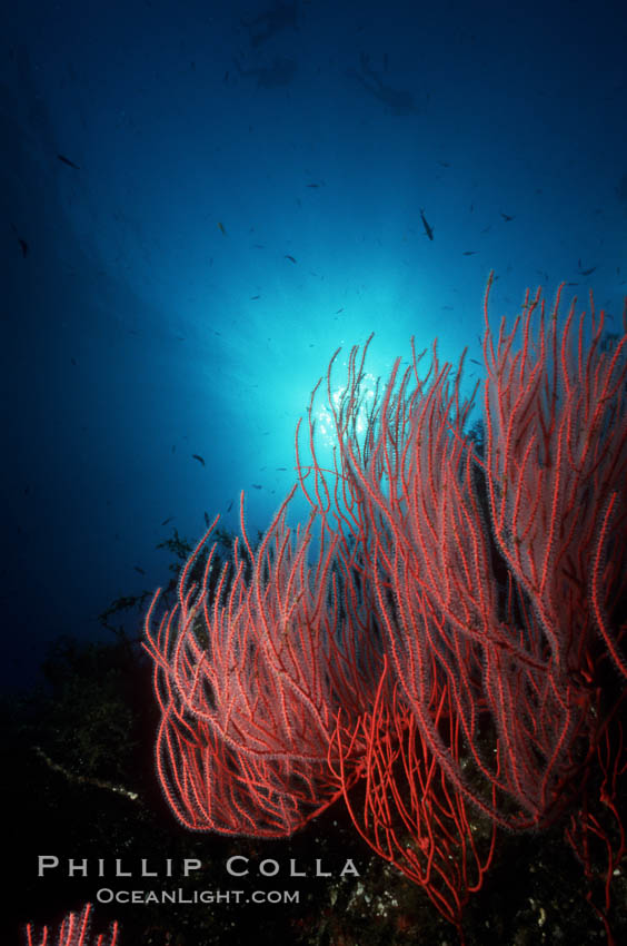 Red gorgonian. San Clemente Island, California, USA, Leptogorgia chilensis, Lophogorgia chilensis, natural history stock photograph, photo id 05340