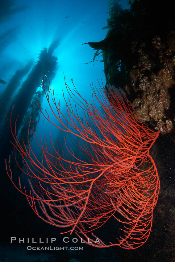 Red gorgonian on rocky reef, below kelp forest, underwater.  The red gorgonian is a filter-feeding temperate colonial species that lives on the rocky bottom at depths between 50 to 200 feet deep. Gorgonians are oriented at right angles to prevailing water currents to capture plankton drifting by. San Clemente Island, California, USA, Lophogorgia chilensis, Macrocystis pyrifera, natural history stock photograph, photo id 23444