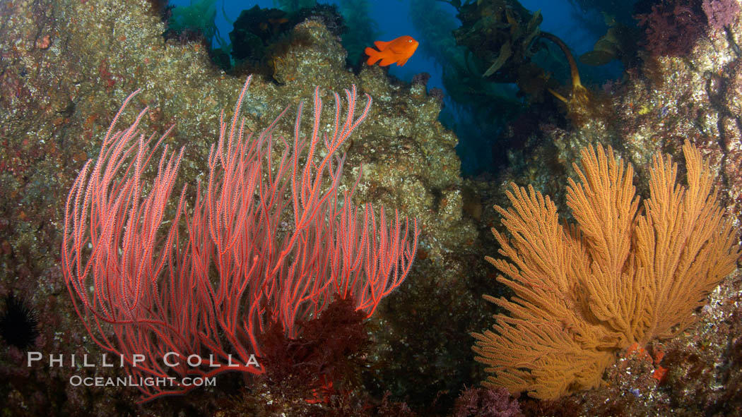 Red gorgonian (left) and California golden gorgonian (right) on rocky reef, below kelp forest, underwater.  Gorgonians are filter-feeding temperate colonial species that live on the rocky bottom at depths between 50 to 200 feet deep.  Each individual polyp is a distinct animal, together they secrete calcium that forms the structure of the colony. Gorgonians are oriented at right angles to prevailing water currents to capture plankton drifting by. San Clemente Island, USA, Leptogorgia chilensis, Lophogorgia chilensis, natural history stock photograph, photo id 23452