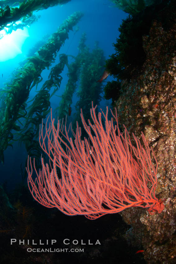 Red gorgonian on rocky reef, below kelp forest, underwater.  The red gorgonian is a filter-feeding temperate colonial species that lives on the rocky bottom at depths between 50 to 200 feet deep. Gorgonians are oriented at right angles to prevailing water currents to capture plankton drifting by. San Clemente Island, California, USA, Lophogorgia chilensis, Macrocystis pyrifera, natural history stock photograph, photo id 23460