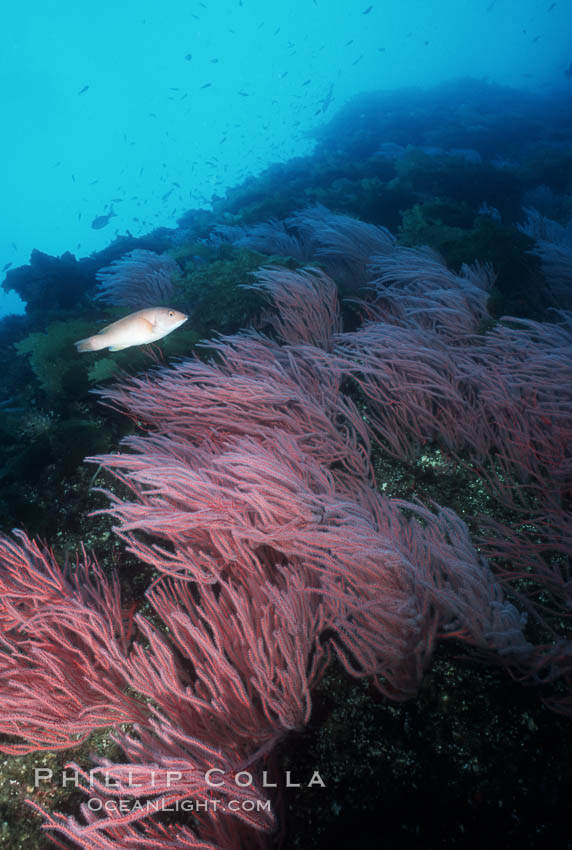 Red gorgonians. San Clemente Island, California, USA, Leptogorgia chilensis, Lophogorgia chilensis, natural history stock photograph, photo id 04747