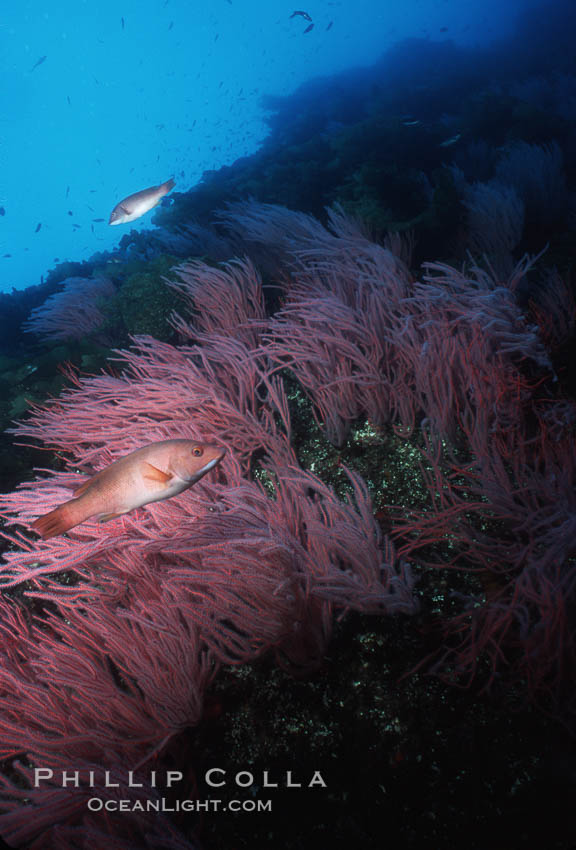 Red gorgonians. San Clemente Island, California, USA, Leptogorgia chilensis, Lophogorgia chilensis, natural history stock photograph, photo id 04751