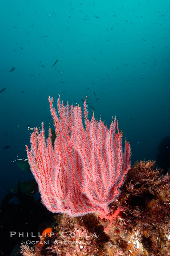 Red gorgonian. San Clemente Island, California, USA, Leptogorgia chilensis, Lophogorgia chilensis, natural history stock photograph, photo id 10191