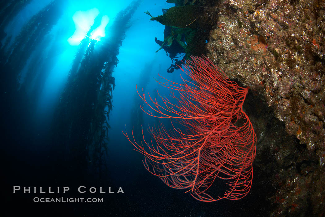 Red gorgonian on rocky reef, below kelp forest, underwater.  The red gorgonian is a filter-feeding temperate colonial species that lives on the rocky bottom at depths between 50 to 200 feet deep. Gorgonians are oriented at right angles to prevailing water currents to capture plankton drifting by. San Clemente Island, California, USA, Leptogorgia chilensis, Lophogorgia chilensis, Macrocystis pyrifera, natural history stock photograph, photo id 23471