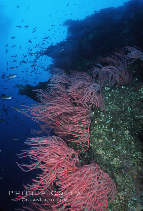 Red gorgonians. San Clemente Island, California, USA, Leptogorgia chilensis, Lophogorgia chilensis, natural history stock photograph, photo id 04745