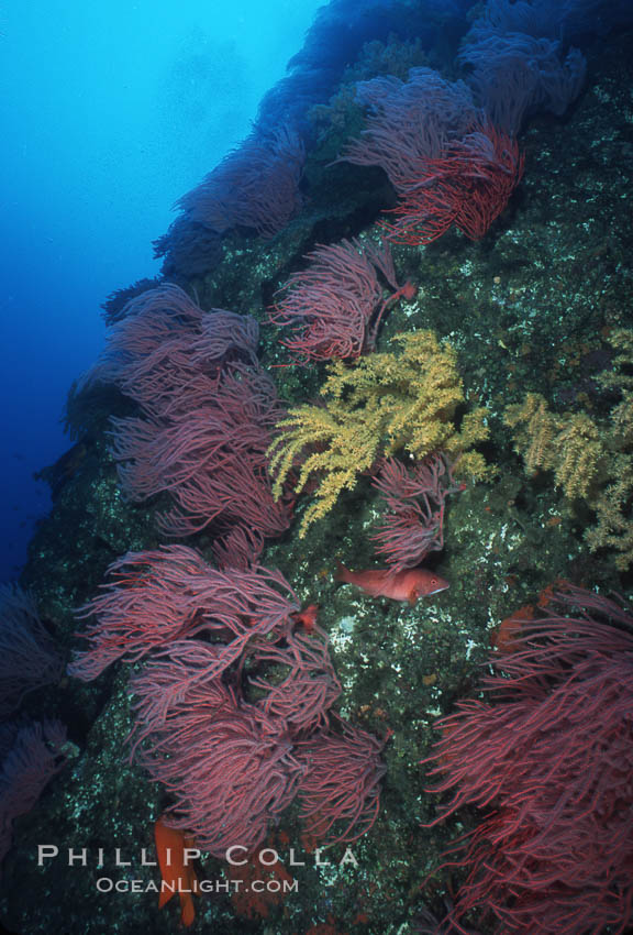 Red gorgonians. San Clemente Island, California, USA, Leptogorgia chilensis, Lophogorgia chilensis, natural history stock photograph, photo id 04749