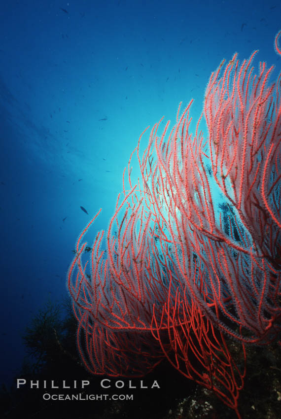 Red gorgonian. San Clemente Island, California, USA, Leptogorgia chilensis, Lophogorgia chilensis, natural history stock photograph, photo id 05333