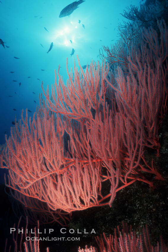 Red gorgonian, polyp detail. San Clemente Island, California, USA, Leptogorgia chilensis, Lophogorgia chilensis, natural history stock photograph, photo id 07005