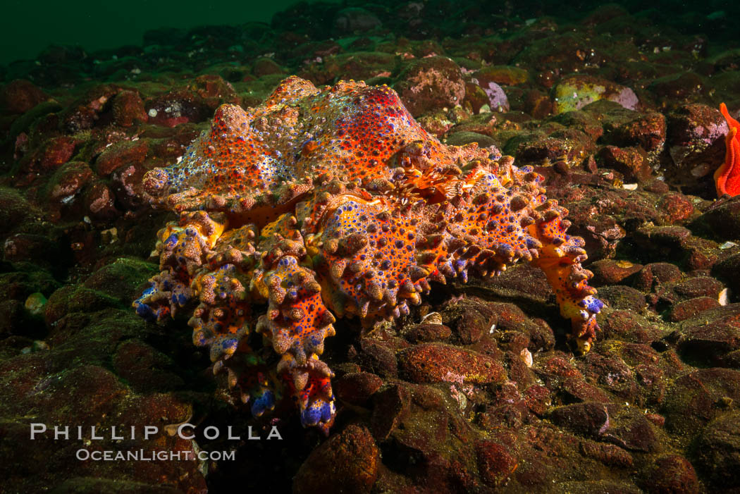 Lopholithodes mandtii, Puget Sound King Crab, Hornby Island, Canada. British Columbia, Lopholithodes mandtii, natural history stock photograph, photo id 32822