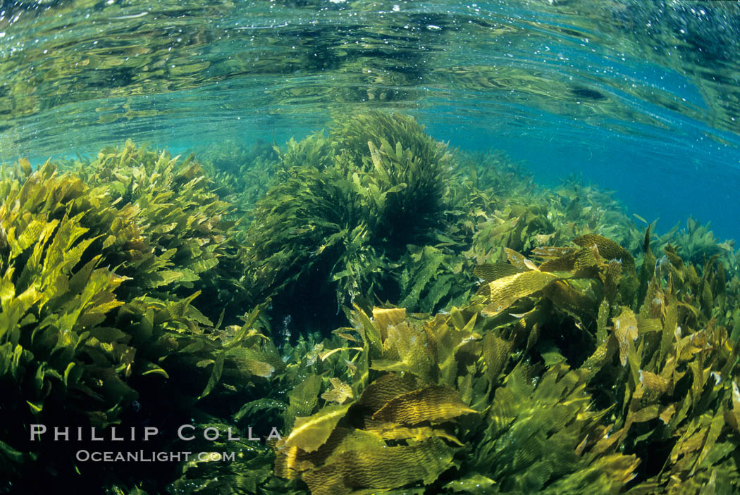 Lowlying palm kelp. San Clemente Island, California, USA, natural history stock photograph, photo id 03065