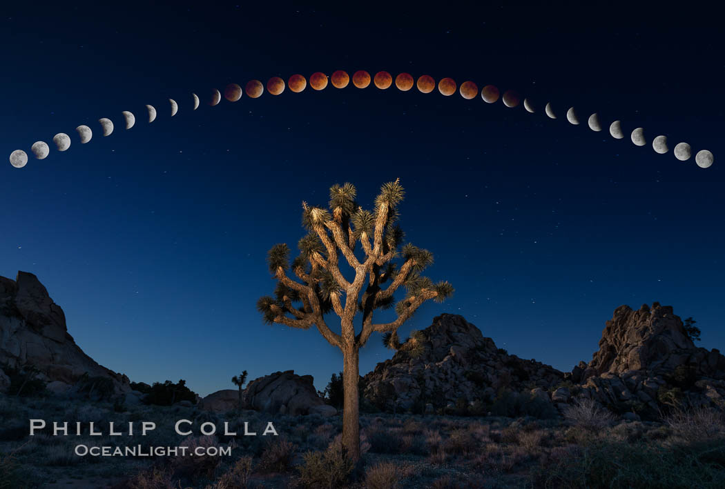 Lunar Eclipse and blood red moon sequence, stars, astronomical twilight, composite image, Joshua Tree National Park, April 14/15 2014. California, USA, natural history stock photograph, photo id 29202