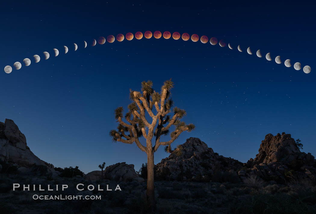 Lunar Eclipse and blood red moon sequence, composite image, Joshua Tree National Park, April 14/15 2014. California, USA, natural history stock photograph, photo id 29203