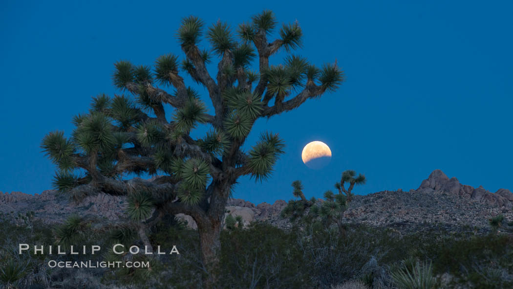 Lunar Eclipse Setting over Joshua Tree National Park, April 4 2015. California, USA, natural history stock photograph, photo id 30720