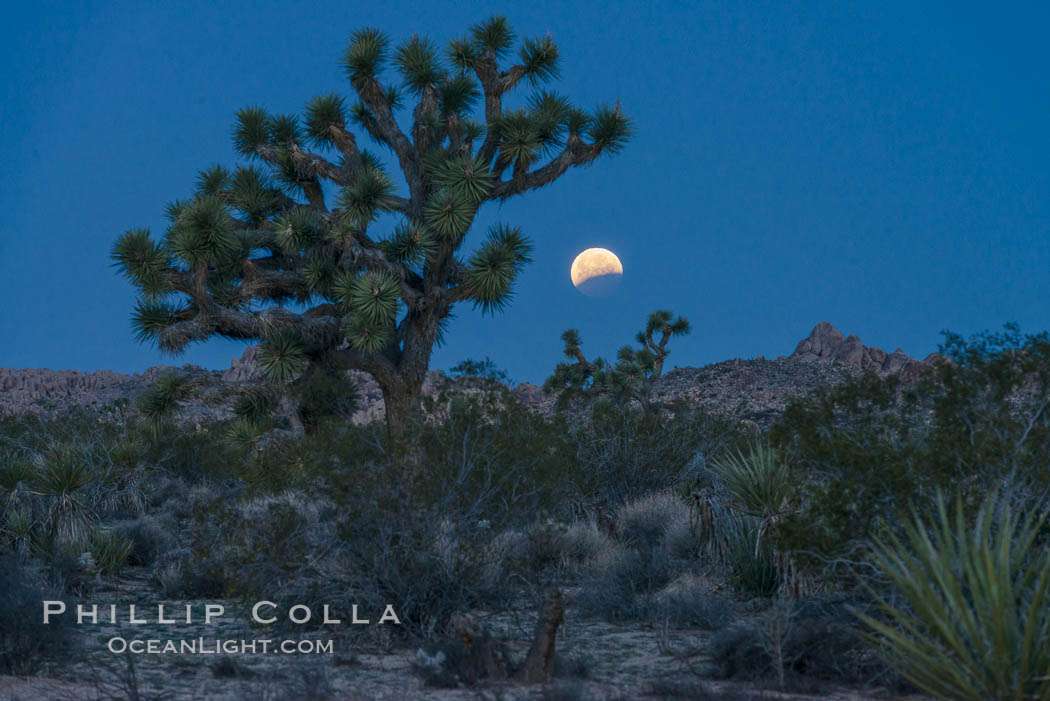 Lunar Eclipse Setting over Joshua Tree National Park, April 4 2015. California, USA, natural history stock photograph, photo id 30719